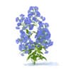 Bellflower 3D Model