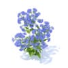 Bellflower 3D Model