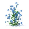 Woodland Forget-me-not 3D Model