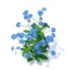 Woodland Forget-me-not 3D Model