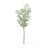 Fruit Trees 3D Models Collection - Volume 95 - Image 3