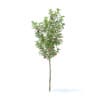 Fruit Trees 3D Models Collection - Volume 95 - Image 4