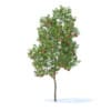 Fruit Trees 3D Models Collection - Volume 95 - Image 7