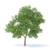 Fruit Trees 3D Models Collection - Volume 95 - Image 8