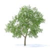 Fruit Trees 3D Models Collection - Volume 95 - Image 9