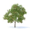 Fruit Trees 3D Models Collection - Volume 95 - Image 10