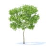 Fruit Trees 3D Models Collection - Volume 95 - Image 11