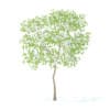 Fruit Trees 3D Models Collection - Volume 95 - Image 12