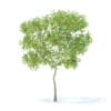 Fruit Trees 3D Models Collection - Volume 95 - Image 13