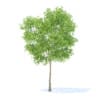 Fruit Trees 3D Models Collection - Volume 95 - Image 14