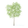 Fruit Trees 3D Models Collection - Volume 95 - Image 15