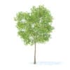Fruit Trees 3D Models Collection - Volume 95 - Image 16