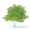 Fruit Trees 3D Models Collection - Volume 95 - Image 17