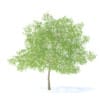 Fruit Trees 3D Models Collection - Volume 95 - Image 18