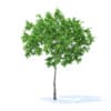 Fruit Trees 3D Models Collection - Volume 95 - Image 20