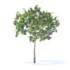 Fruit Trees 3D Models Collection - Volume 95 - Image 22