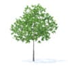 Fruit Trees 3D Models Collection - Volume 95 - Image 23