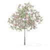 Fruit Trees 3D Models Collection - Volume 95 - Image 24