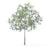 Fruit Trees 3D Models Collection - Volume 95 - Image 25