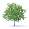 Fruit Trees 3D Models Collection - Volume 95 - Image 26