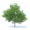 Fruit Trees 3D Models Collection - Volume 95 - Image 29