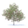 Fruit Trees 3D Models Collection - Volume 95 - Image 30