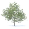 Fruit Trees 3D Models Collection - Volume 95 - Image 31