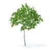 Fruit Trees 3D Models Collection - Volume 95 - Image 32