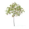 Fruit Trees 3D Models Collection - Volume 95 - Image 34