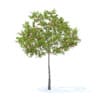 Fruit Trees 3D Models Collection - Volume 95 - Image 37