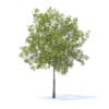 Fruit Trees 3D Models Collection - Volume 95 - Image 40