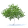 Fruit Trees 3D Models Collection - Volume 95 - Image 41