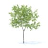 Fruit Trees 3D Models Collection - Volume 95 - Image 44