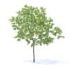 Fruit Trees 3D Models Collection - Volume 95 - Image 47