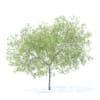 Fruit Trees 3D Models Collection - Volume 95 - Image 50