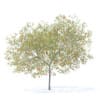 Fruit Trees 3D Models Collection - Volume 95 - Image 52