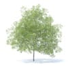 Fruit Trees 3D Models Collection - Volume 95 - Image 53