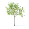 Fruit Trees 3D Models Collection - Volume 95 - Image 58