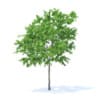 Fruit Trees 3D Models Collection - Volume 95 - Image 59