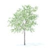 Fruit Trees 3D Models Collection - Volume 95 - Image 60