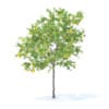 Fruit Trees 3D Models Collection - Volume 95 - Image 61