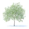 Fruit Trees 3D Models Collection - Volume 95 - Image 63