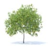 Fruit Trees 3D Models Collection - Volume 95 - Image 64