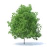 Fruit Trees 3D Models Collection - Volume 95 - Image 65