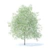 Fruit Trees 3D Models Collection - Volume 95 - Image 66