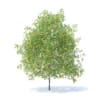 Fruit Trees 3D Models Collection - Volume 95 - Image 67