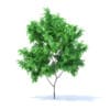Fruit Trees 3D Models Collection - Volume 95 - Image 68