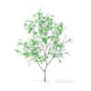 Fruit Trees 3D Models Collection - Volume 95 - Image 69