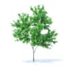 Fruit Trees 3D Models Collection - Volume 95 - Image 71