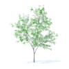 Fruit Trees 3D Models Collection - Volume 95 - Image 72